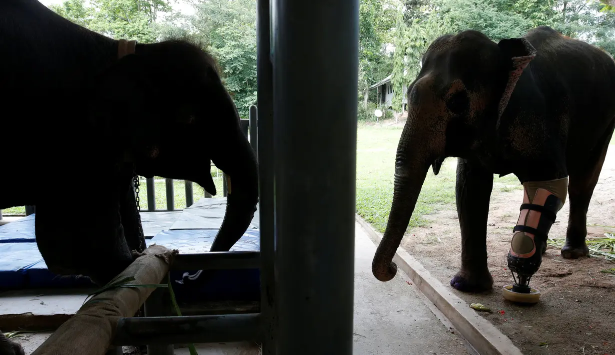Dua ekor gajah, Motola dan Mosha mengenakan kaki palsu buatan Friends of the Asian Elephant Foundation di Lampang, Thailand, (29/6). Friends of the Asian Elephant Foundation adalah rumah sakit bagi gajah pertama di dunia. (REUTERS/Athit Perawongmetha)