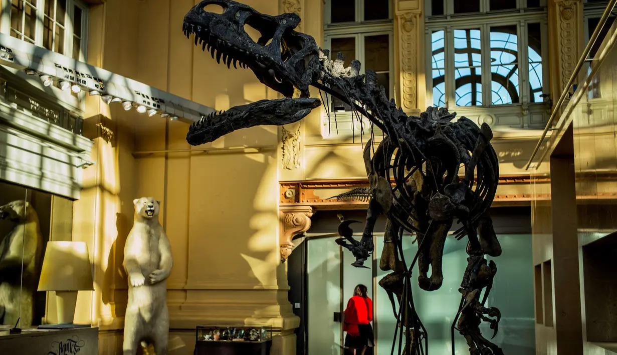 Kerangka dinosaurus berjenis alosaurus dipajang dalam posisi tengah berlari di rumah lelang Lyon Brotteaux Aguttes, Prancis, 5 Desember 2016. Susunan tulang-belulang tersebut terjual kepada seorang pembeli yang tidak diketahui namanya. (JEFF PACHOUD/AFP)
