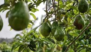 Cara Menggunakan Air Cucian Beras untuk Mempercepat Alpukat Berbuah
