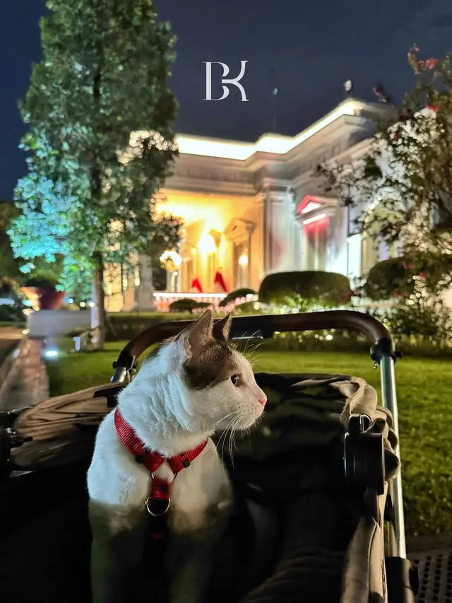 Rumah Bobby Kertanegara Kucing Prabowo