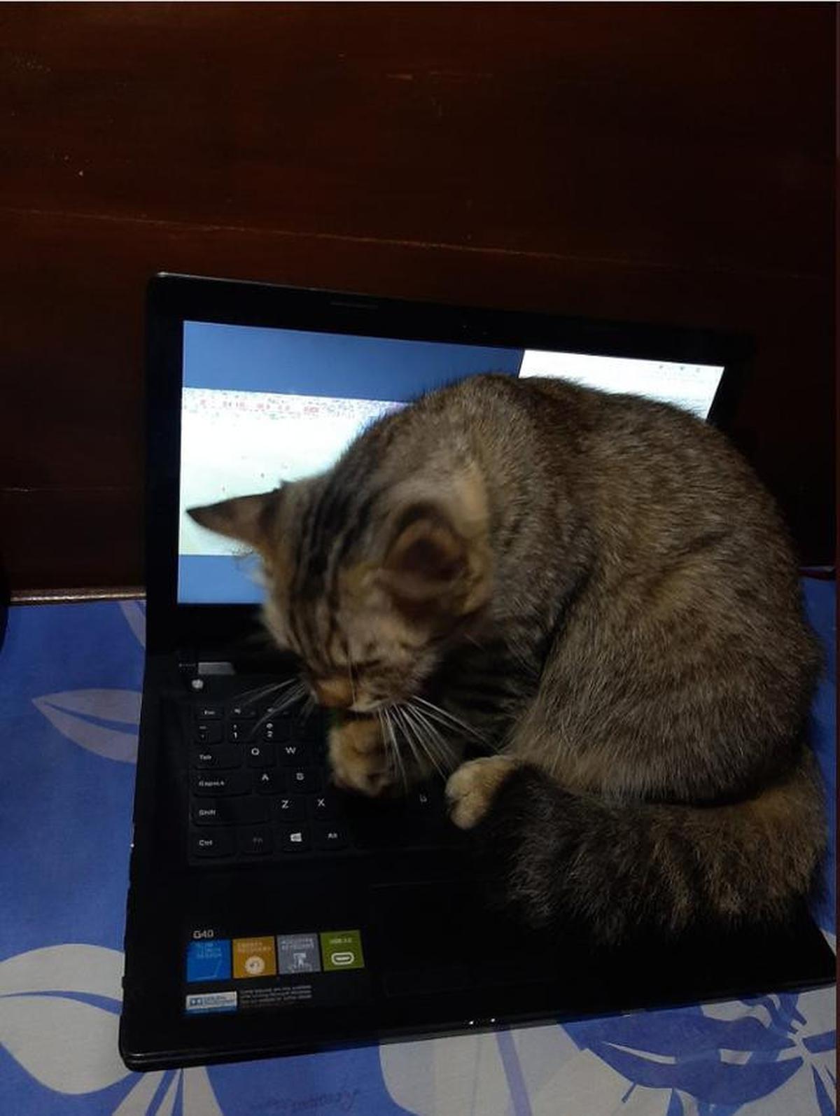 Mengapa Kucing Suka Duduk di Laptop? Ini Penjelasannya