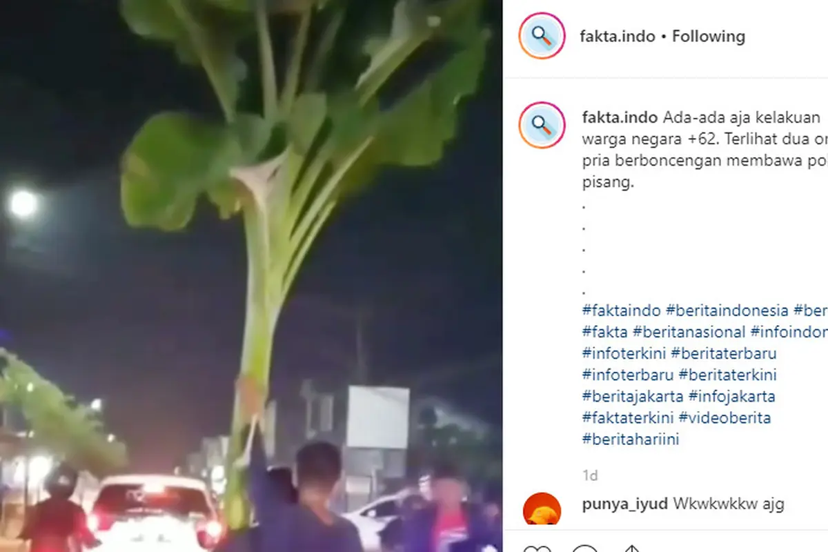 Dalam video yang dibagikan terlihat dua orang pria nampak santai membawa sebuah pohon pisang.