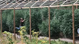 Suasana kebun ganja di pekarangan rumah Steve Dillon di Humboldt County, California pada 28 Agustus 2016. Di kebun ini terdapat sekitar 50 pohon ganja yang tumbuh segar. (REUTERS/Rory Carroll)
