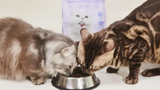 Pawprints merupakan produk makanan hewan pertama di Indonesia yang berbasis serangga. Pawprints diformulasi sesuai standar AAFCO memastikan bahwa hewan peliharaan mendapatkan nutrisi yang ideal. (Dok Pawprints)