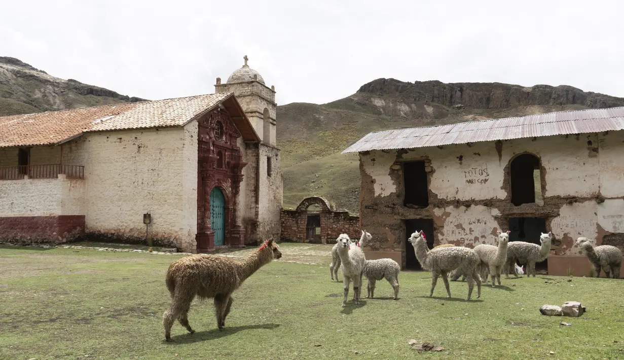 Alpacas merumput di sebelah gereja yang ditinggalkan di kota hantu Santa Barbara, Peru, Kamis (2/12/2021). Pada masa penjajahan Spanyol, Santa Barbara pernah menjadi tambang merkuri terbesar di Amerika. (AP Photo/Franklin Briceño)