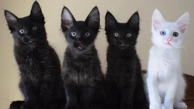 kucing lucu