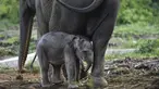 Bayi gajah sumatera yang baru lahir meminta ibunya bernama Suci (30 tahun) untuk menyusui di Unit Respons Konservasi Alue Kuyun di Meulaboh, provinsi Aceh (27/7/2019). Bayi gajah betina tersebut memiliki berat 70 kilogram, panjang 100 cm dan tinggi 90 cm. (AFP Photo/Chaideer Mahyuddin)