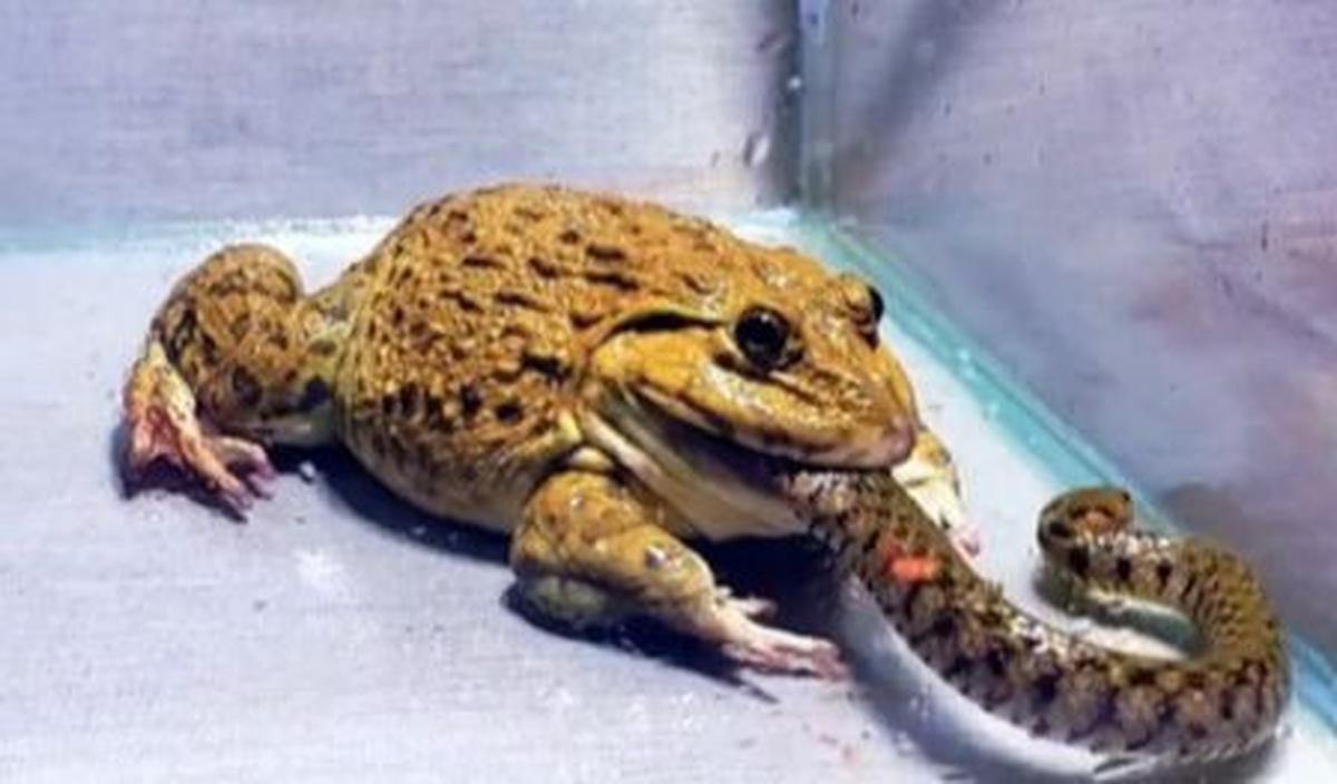 Katak pun meronta-meronta, tanpa melepas gigitan ke ekor ular. Bahkan katak itu terus memasukan setengah badan ular ke dalam mulutnya.