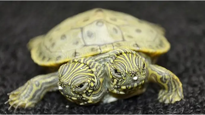 Courtesy news.com.au