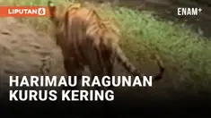 Miris! Harimau di Ragunan Berjalan Lesu dalam Kondisi Kurus Kering