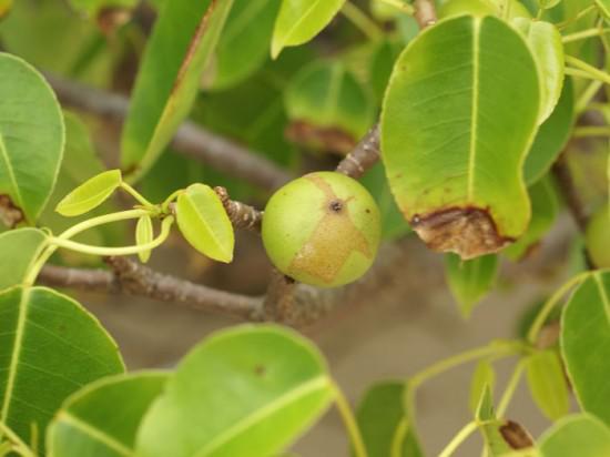 Daun dan buah pohon Manchineel. Terlihat seperti apel bukan? (c) odditycentral.com