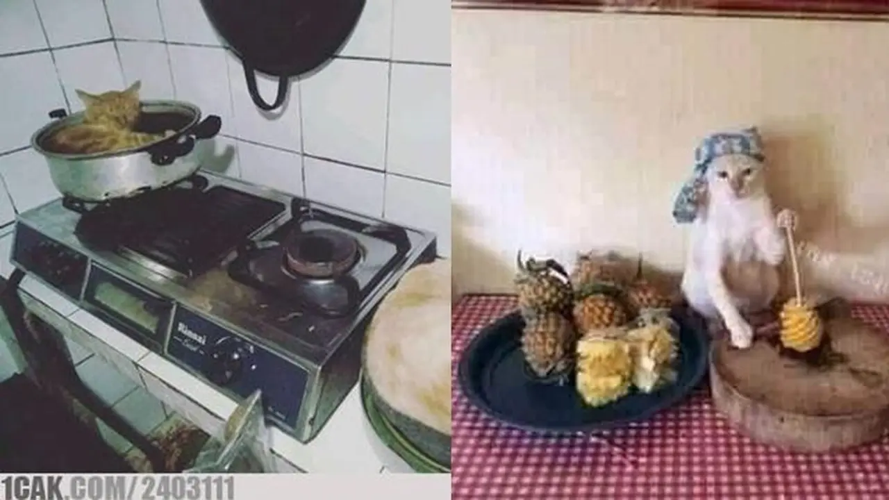6 Kelakuan Kucing saat di Dapur Ini Bikin Geleng Kepala