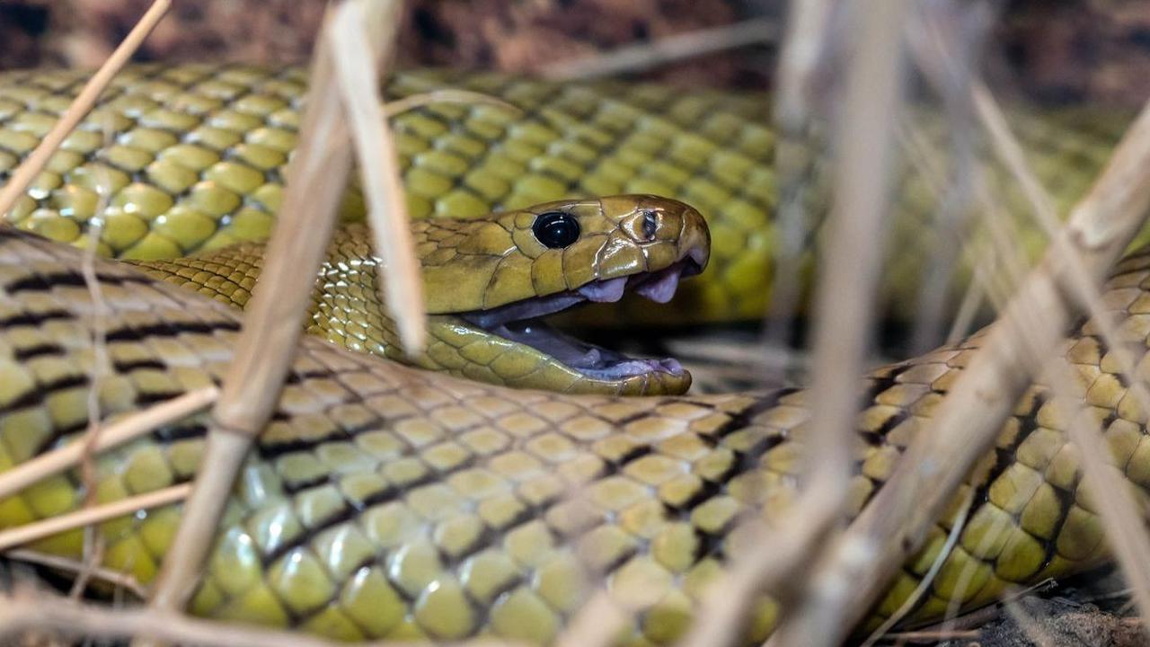 Pada 1950, ada seorang herpetologis muda sekaligus pemburu ular yang sedang berusaha menangkap seekor reptil paling mematikan di dunia.