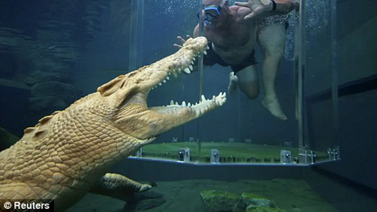Sensasi Berenang Bersama Buaya di Crocosaurus Cove
