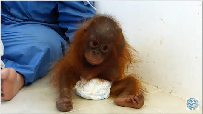 Nasib Pilu Joss, Bayi Orangutan yang Rindu Pelukan Sang Ibu