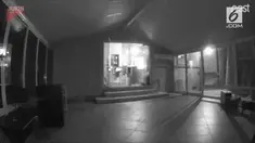 Inilah video detik-detik 2 kucing menabrak pintu kaca.
