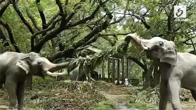 Aksi dua anak gajah di sebuah biara di India saat berebut dahan pohon palem bikin warganet gemas.