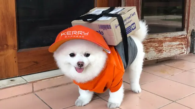 Deretan Potret Lucu Jika Anjing Jadi Kurir Antar Barang