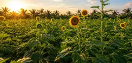 Intip perawatan alami untuk kulit sensitif dengan sunflower oil (Magic of Nature)