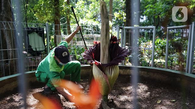Pelestarian Bunga Bangkai di Kementerian LHK