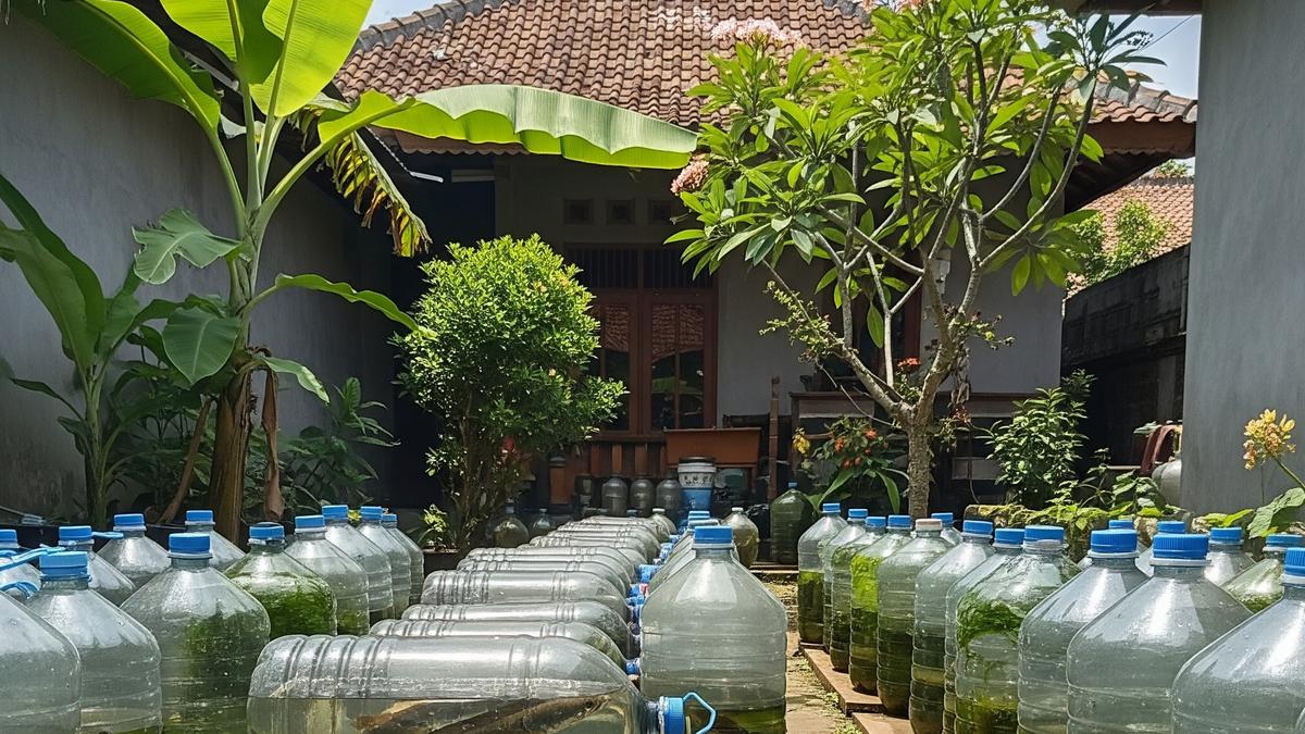 Ternak Ikan Gabus dalam Galon, Modal Kecil Untung Besar untuk Pemula