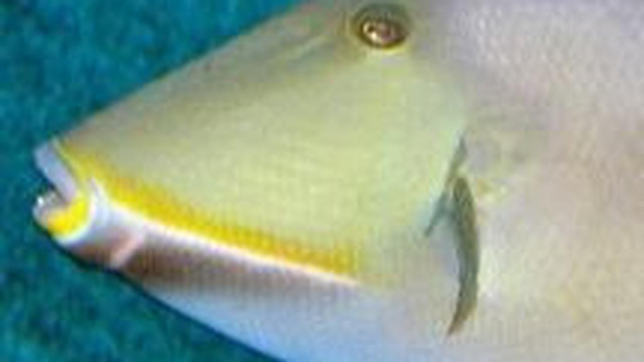 5. Triggerfish (Balistidae)<br>