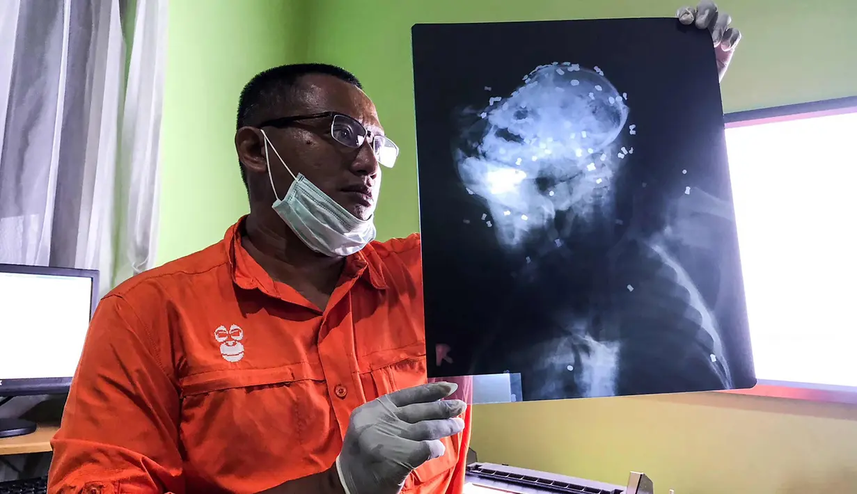 Aktivis COP menunjukkan hasil autopsi Orangutan yang mati ditembus 130 Peluru di Bontang, Kalimantan Timur (7/2). Setelah mendapat perawatan dari tim media di Taman Nasional Kutai, Orangutan tersebut akhirnya tewas. (AFP/Center For Orangutan Protection)