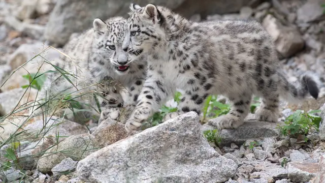 Macan Tutul Salju di Jerman