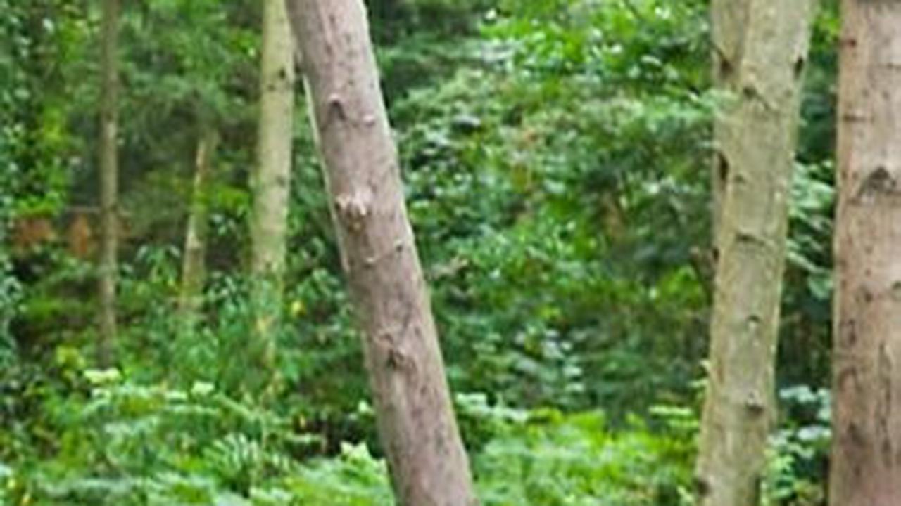 Quotes About Nature Bahasa Inggris Lengkap dengan Arti<br>
