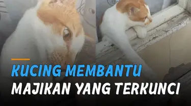 aksi seekor kucing membantu majikannya yang terkunci di luar. Bikin kagum netizen.