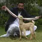 Peternak, Mohammad Hassan Narejo, memperlihatkan telinga anak kambing Simba, di Karachi pada 6 Juli 2022. Seekor anak kambing dengan telinga yang sangat panjang telah menjadi semacam bintang media di Pakistan. (Asif HASSAN / AFP)