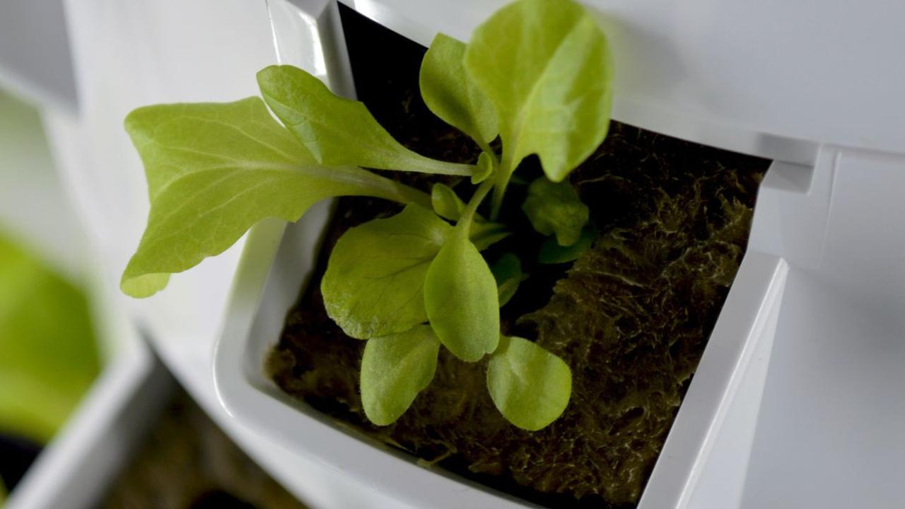 <b>Fungsi Daun bagi Tumbuhan</b>