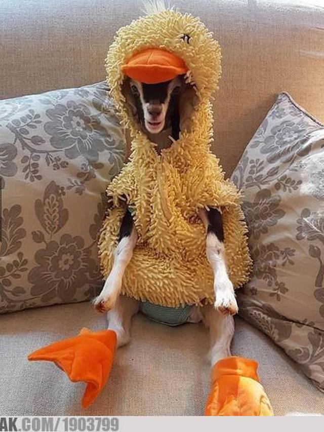 6 Potret Kambing Menyamar Jelang Dikurban Ini Bikin Ngakak