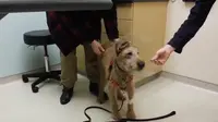 Si Anjing Buta Itu, Kini Bisa Melihat Lagi