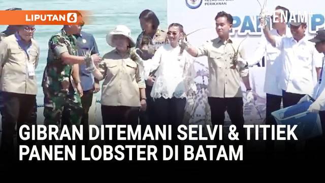 Wakil Presiden Gibran Rakabuming  menghadiri Panen Perdana Lobster Di Modeling BudiDaya Balai Perikanan BudiDaya Laut (BPBL) Batam yang diselenggarakan oleh Kementerian Kelautan dan Perikanan di Balai Perikanan Budidaya Laut (BPBL) Batam.