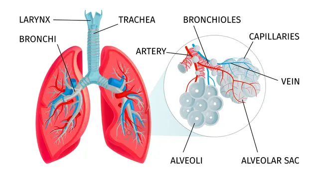 Ilustrasi organ sistem pernapasan manusia