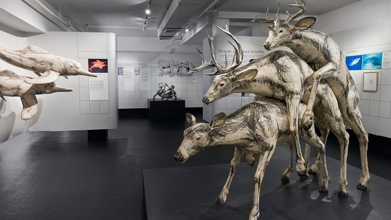 Museum of Sex New York, Amerika Serikat