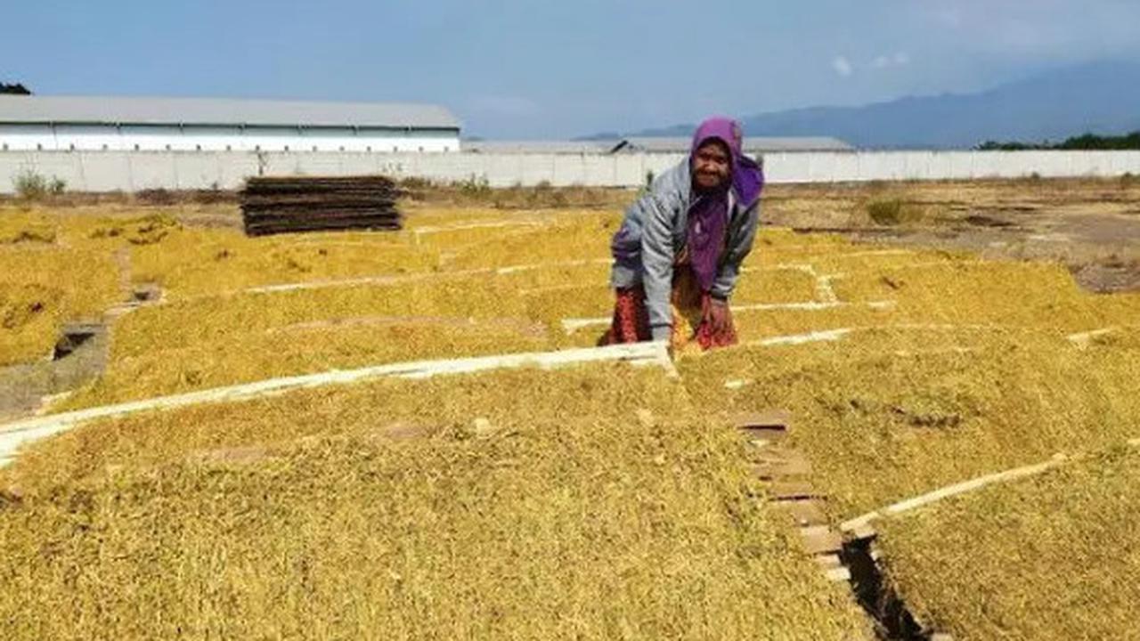 Buruh Blak-blakan Jutaan Orang Bisa Kehilangan Pekerjaan Akibat RPMK Tembakau