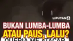 Penampakan Hewan Aneh
