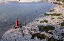 Jutaan ekor ikan berbagai jenis mati misterius di Pantai Ancol