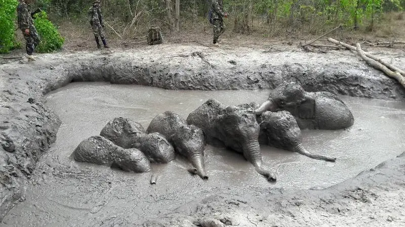 Dramatis, Penyelamatan 6 Bayi Gajah yang Terjebak dalam Lumpur