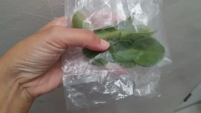 Menyimpan daun jeruk dalam plastik lalu simpan di pintu freezer bantu daun jeruk tetap awet.