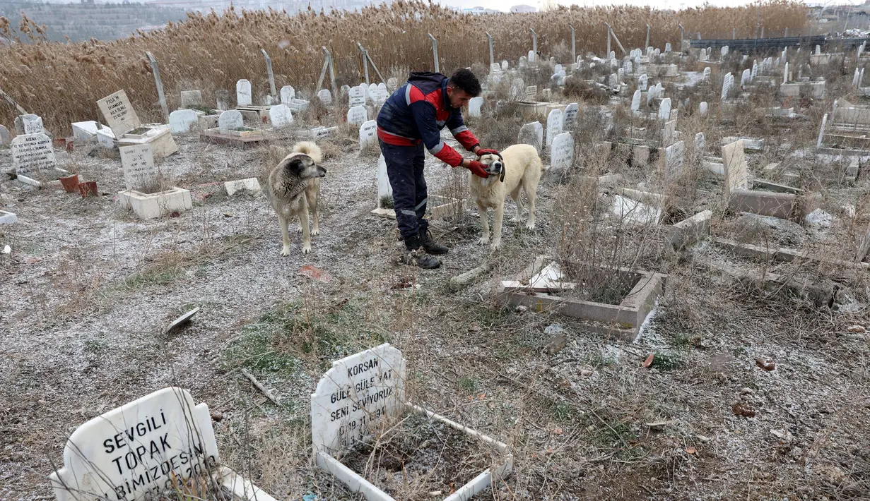 Seorang pekerja membelai seekor anjing di dekat kuburan di Pemakaman untuk tempat hewan peliharaan dimakamkan di Ankara, Turki pada 15 Januari 2022. Pemakaman hewan, yang didirikan oleh Kota Metropolitan Ankara pada tahun 1997, tidak digunakan lagi sejak tahun 2014. (Adem ALTAN/AFP)