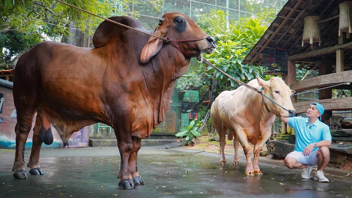 10 Potret Hewan Kurban Artis di Momen Idul Adha 2026, Diberi Nama yang Unik
