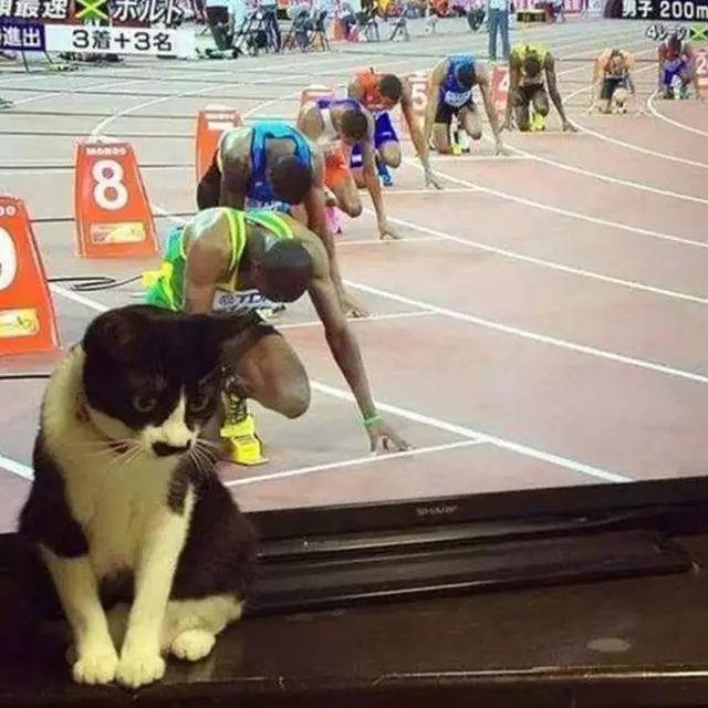 6 Momen Kebetulan Tingkah Kucing Sama dengan Tokoh di TV Ini Bikin Gemas