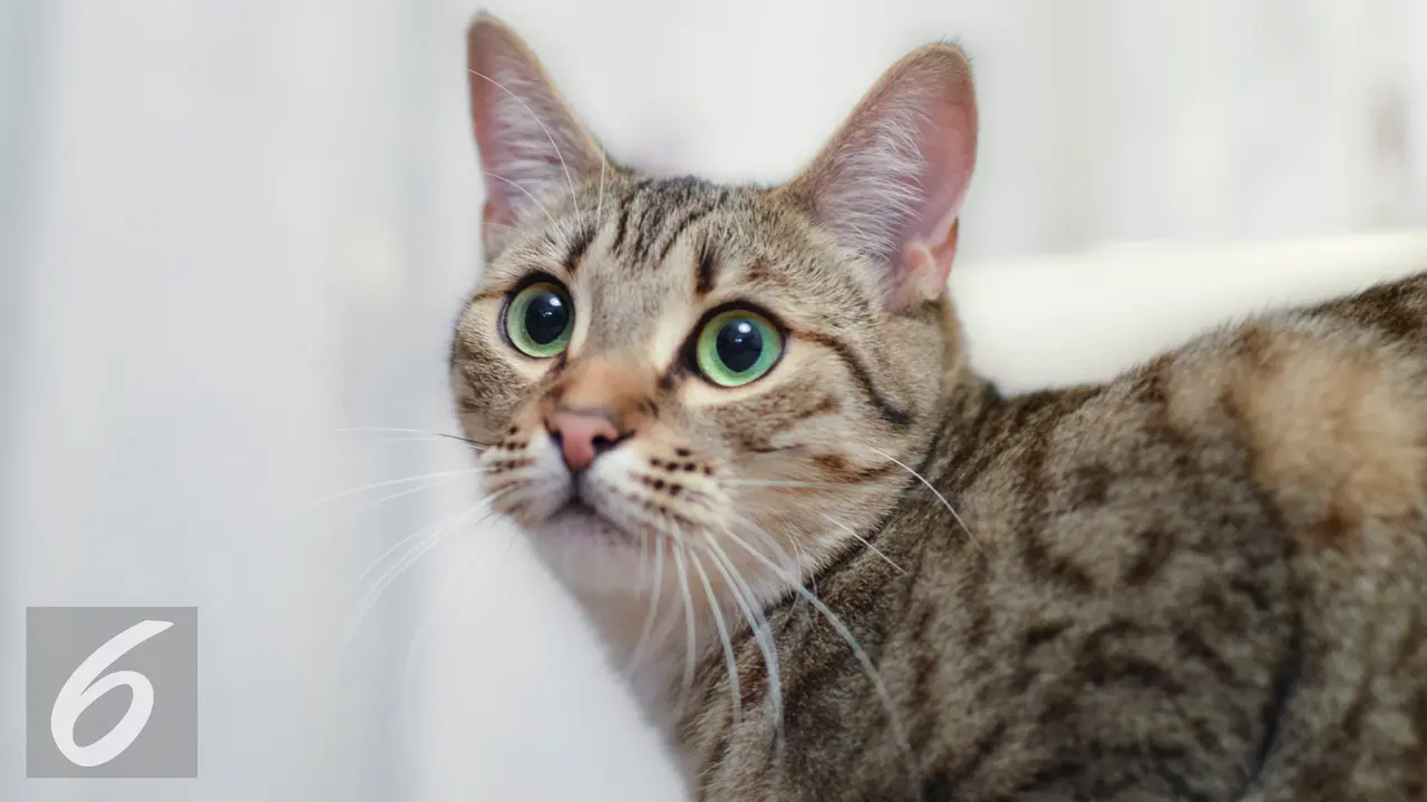 10 Penyebab Kucing Tidak Nafsu Makan, Kenali dengan Tepat - Hot