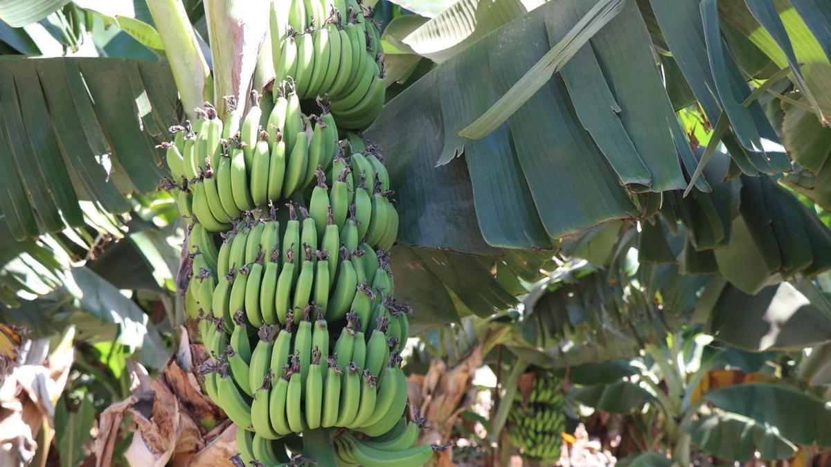 Pohon Pisang