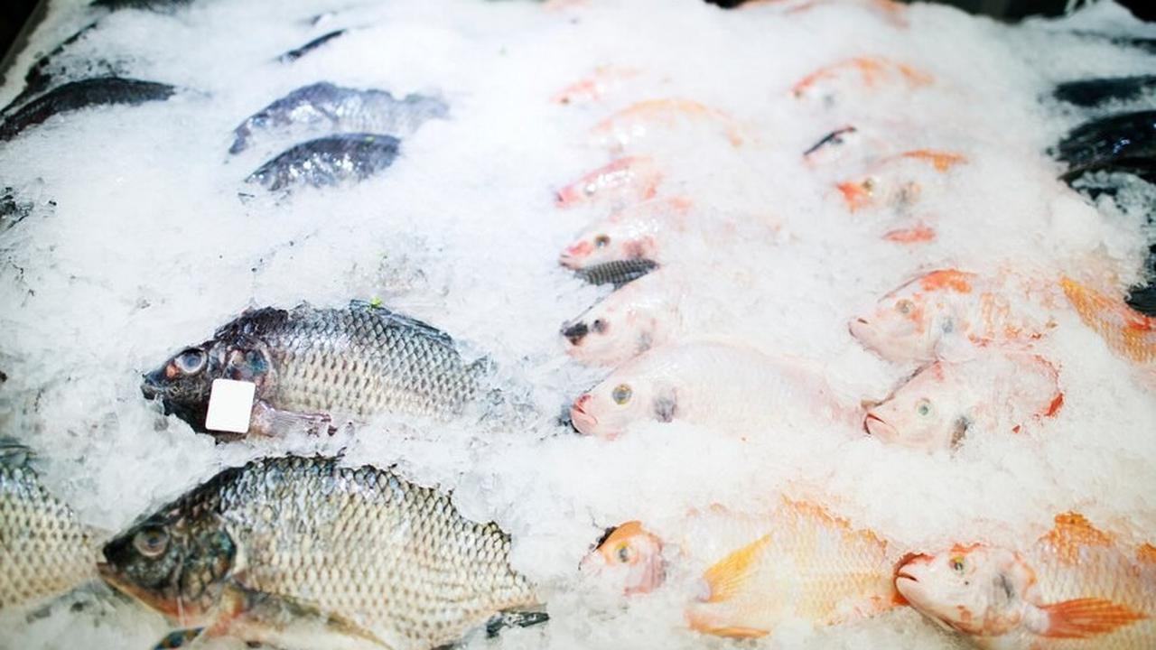 Menyimpan Ikan Beku dengan Benar