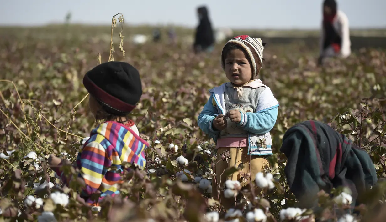 Anak-anak memanen kapas di ladang di Distrik Dawlatabad, provinsi Balkh (28/10/2021). Distrik Dawlatabad  adalah sebuah distrik yang terkurung daratan, yang terletak di bagian barat laut provinsi Balkh, di utara Afghanistan. (AFP/Wakil Kohsar)