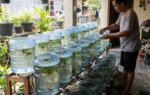 6 Jenis Ikan Kecil yang Bisa Diternak di Galon, Merawatnya Mudah Cocok untuk Usaha Rumahan
